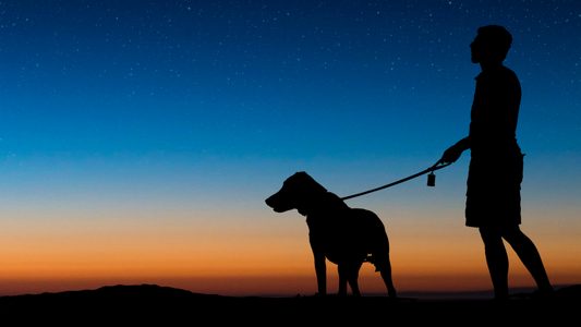 Night Walks: A Cool Way to Beat the Heat with Your Pet This Summer