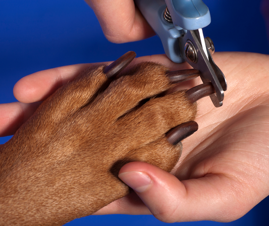 Nail care: keeping your dog's nails trimmed to avoid discomfort and damage to furniture