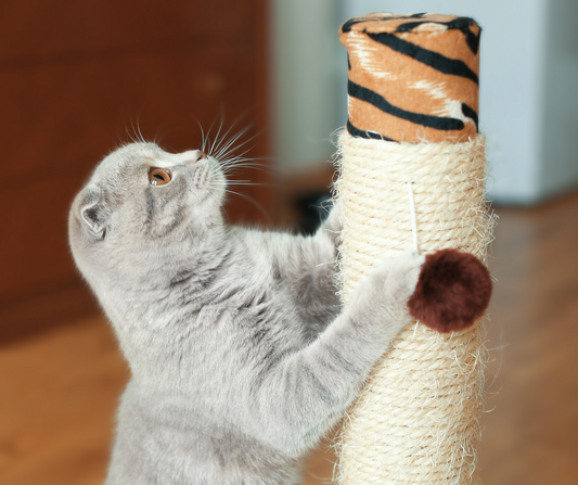 Preventing Destructive Behavior in Cats: A Guide for Cat Owners