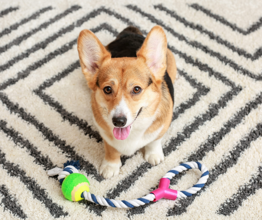 Indoor Playtime Activities for Dogs: Keeping Your Furry Friend Active and Entertained Indoors