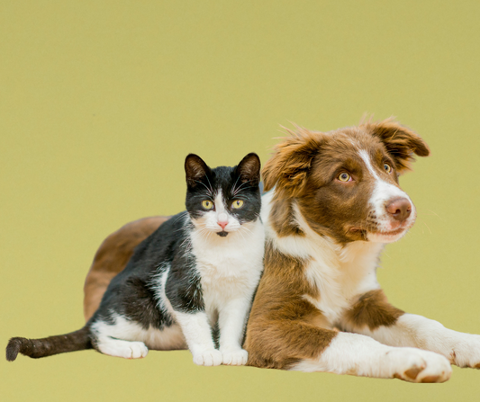 Socializing Cats with Other Pets and People: A Guide for Cat Owners