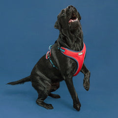 TuffHound Dog harness